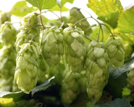 Create Your Own Hops Haven: Nurturing Hops Is Simple and Satisfying